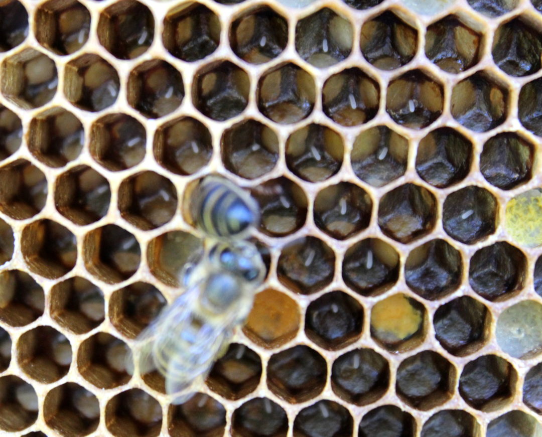 Le cycle de vie de l’abeille de l’œuf à l’adulte expliqué simplement — free download