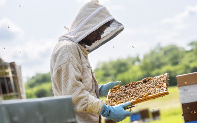 Pourquoi choisir du miel artisanal plutôt que du miel industriel ?