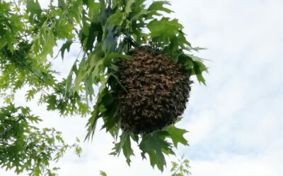 Quand les abeilles prennent leur envol – Comprendre et accueillir un essaim