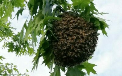 Quand les abeilles prennent leur envol – Comprendre et accueillir un essaim