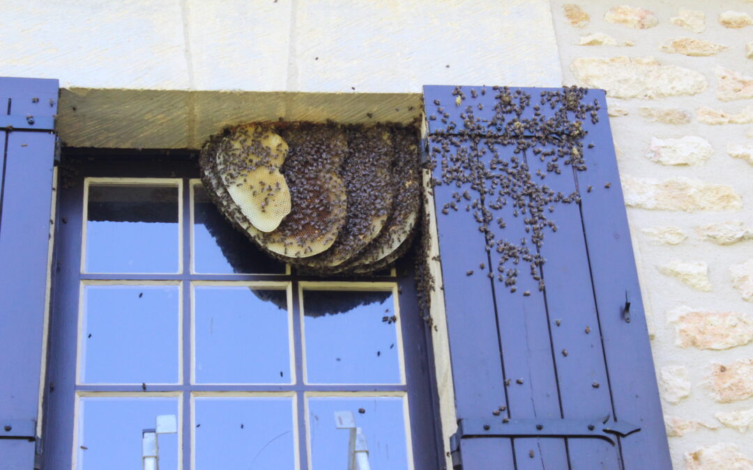 Récupération d’un essaim d’abeilles : techniques et situations particulières