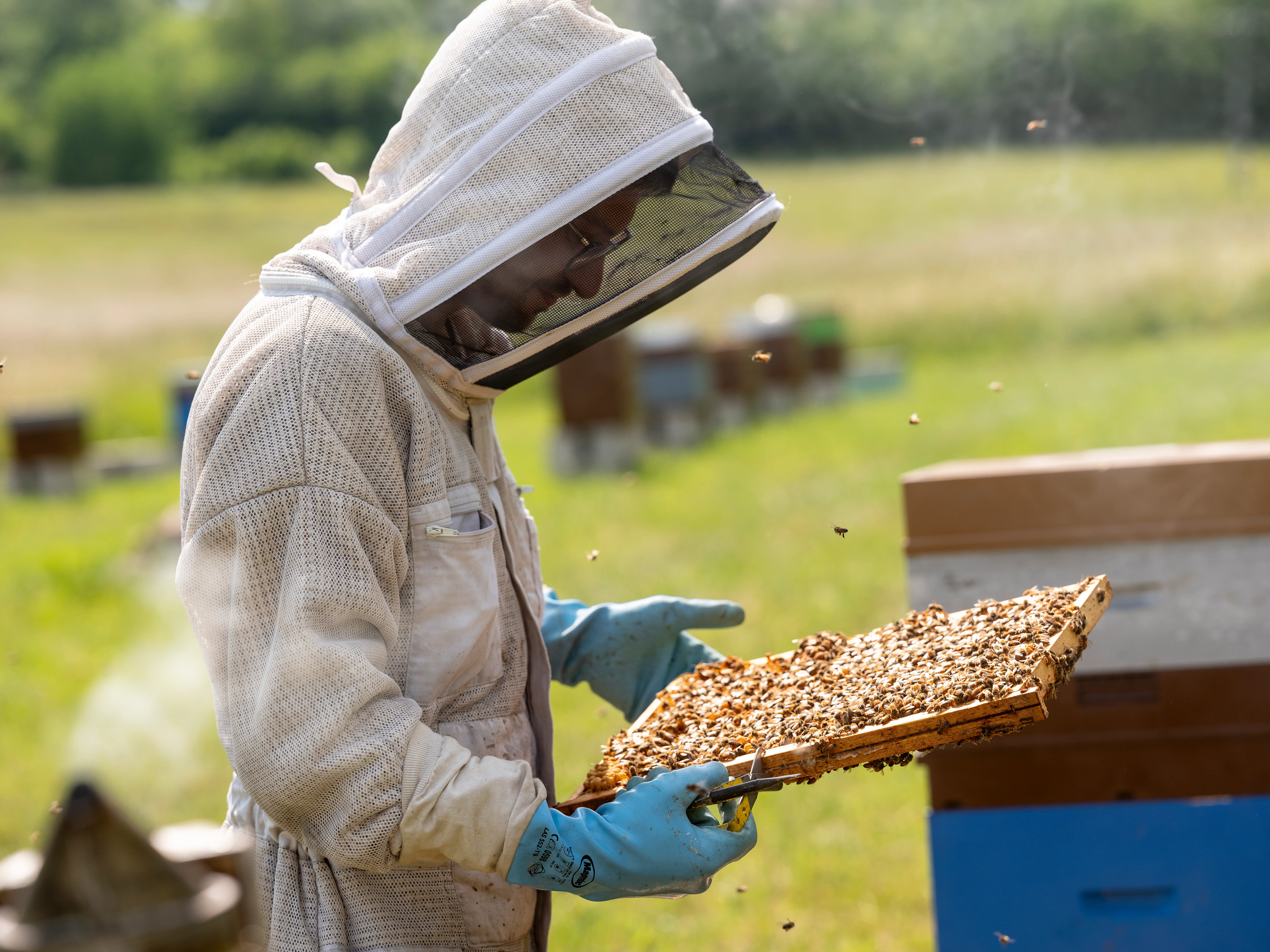 Apiculteur inspectant un cadre de ruche au Rucher du Marandou.