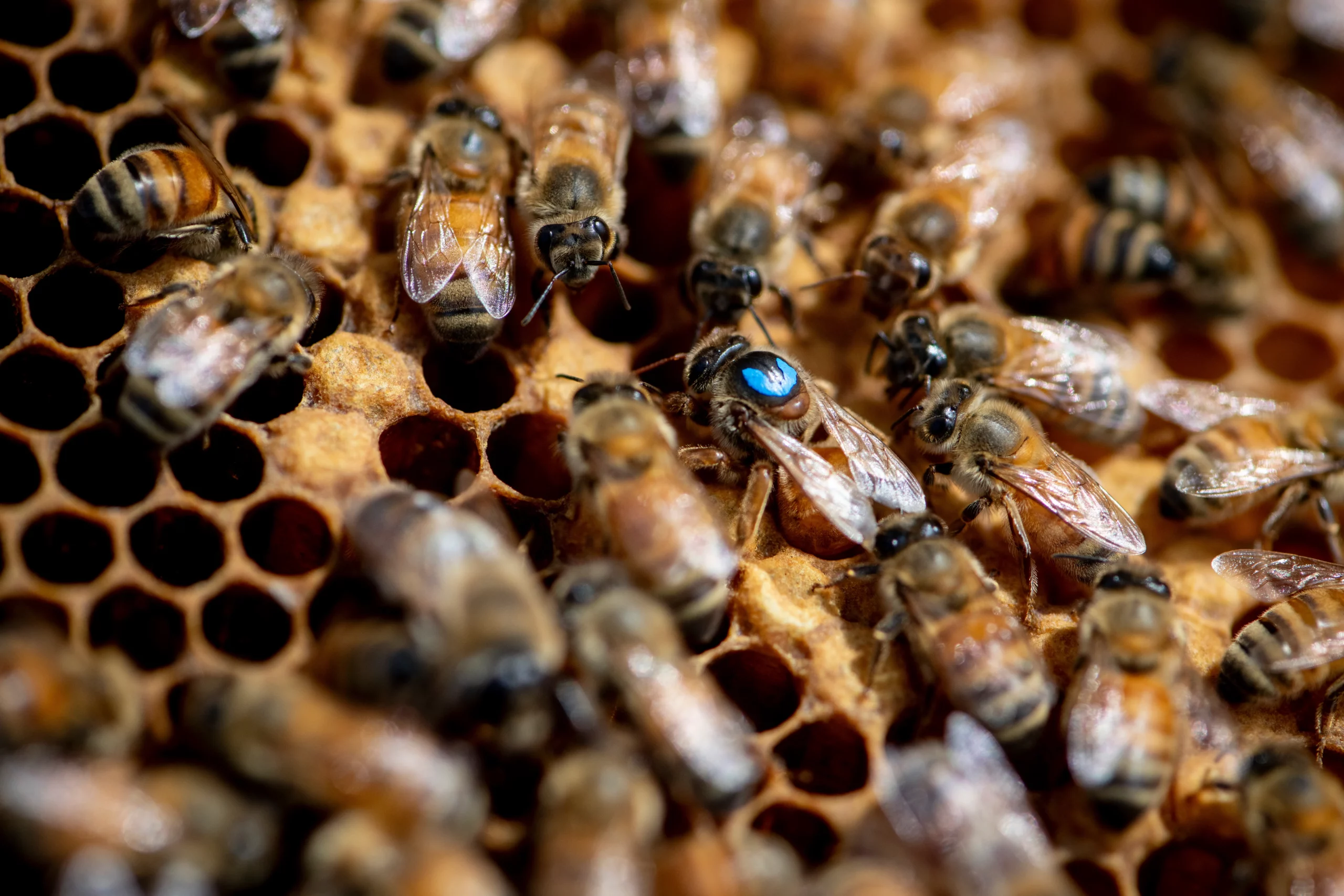 La récupération de mon tout premier essaim