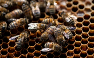 Nos valeurs, notre qualité, nos engagements