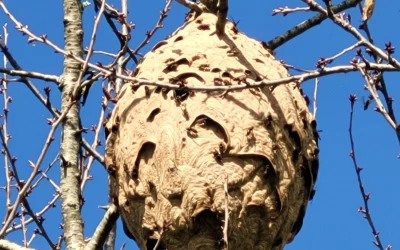 Signalez un nid de frelons asiatiques et trouvez un professionnel près de chez vous