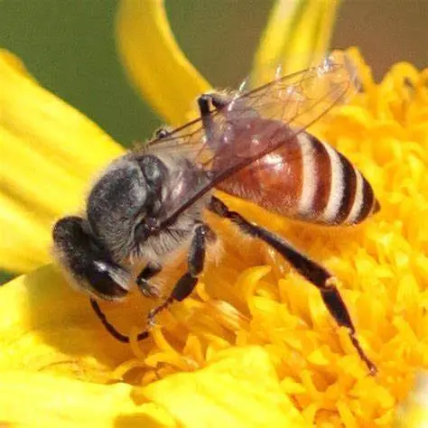 Abeille naine rouge (Apis florea) : une nouvelle menace pour les abeilles en Europe