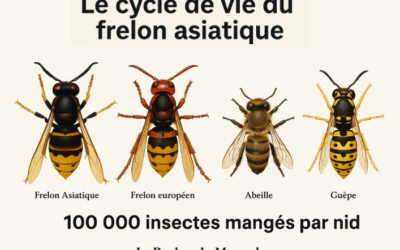 Le cycle de vie du frelon asiatique : comprendre pour mieux protéger nos ruches