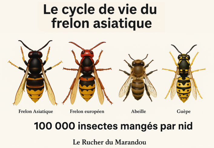 Le cycle de vie du frelon asiatique : comprendre pour mieux protéger nos ruches