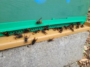 Frelons asiatiques en vol stationnaire devant une ruche – menace pour les abeilles et l’apiculture en Dordogne.