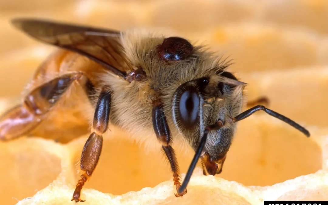 Abeille infestée par un varroa destructor.