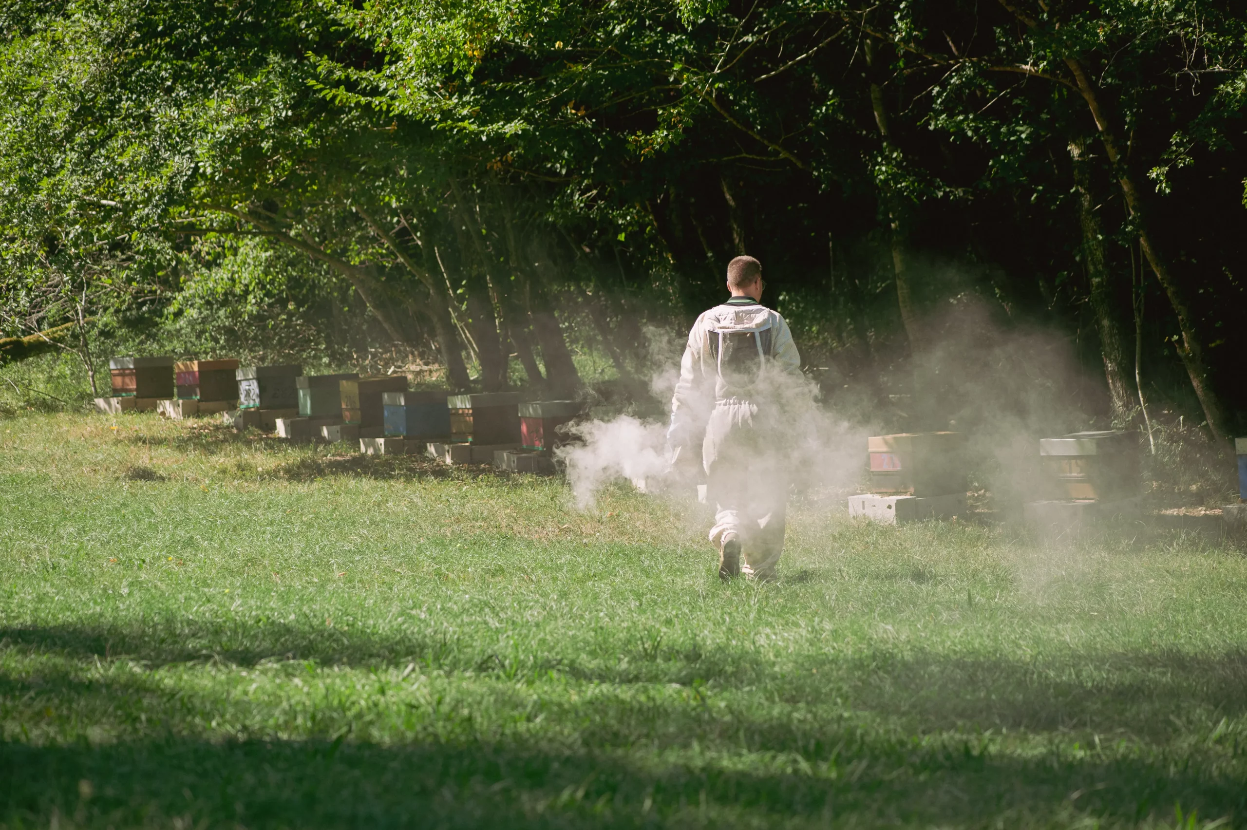 Apiculteur en Dordogne allant aux ruches avec un enfumoir pour la visite du rucher
