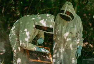Apiculteurs manipulant un cadre de ruche rempli d’abeilles