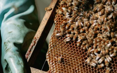 Un regard lumineux sur le Rucher du Marandou – Le reportage photo de Saly Photographe