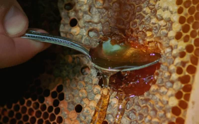 Conservation du miel : durée, cristallisation, fermentation et bonnes pratiques