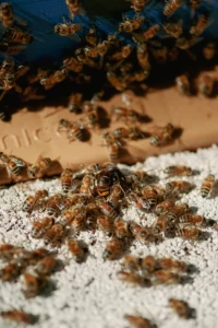 Abeilles défendant leur ruche contre un frelon asiatique.