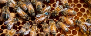 Reine des abeilles entourée de sa cour et d’un faux-bourdon sur un cadre de cire dans la ruche.