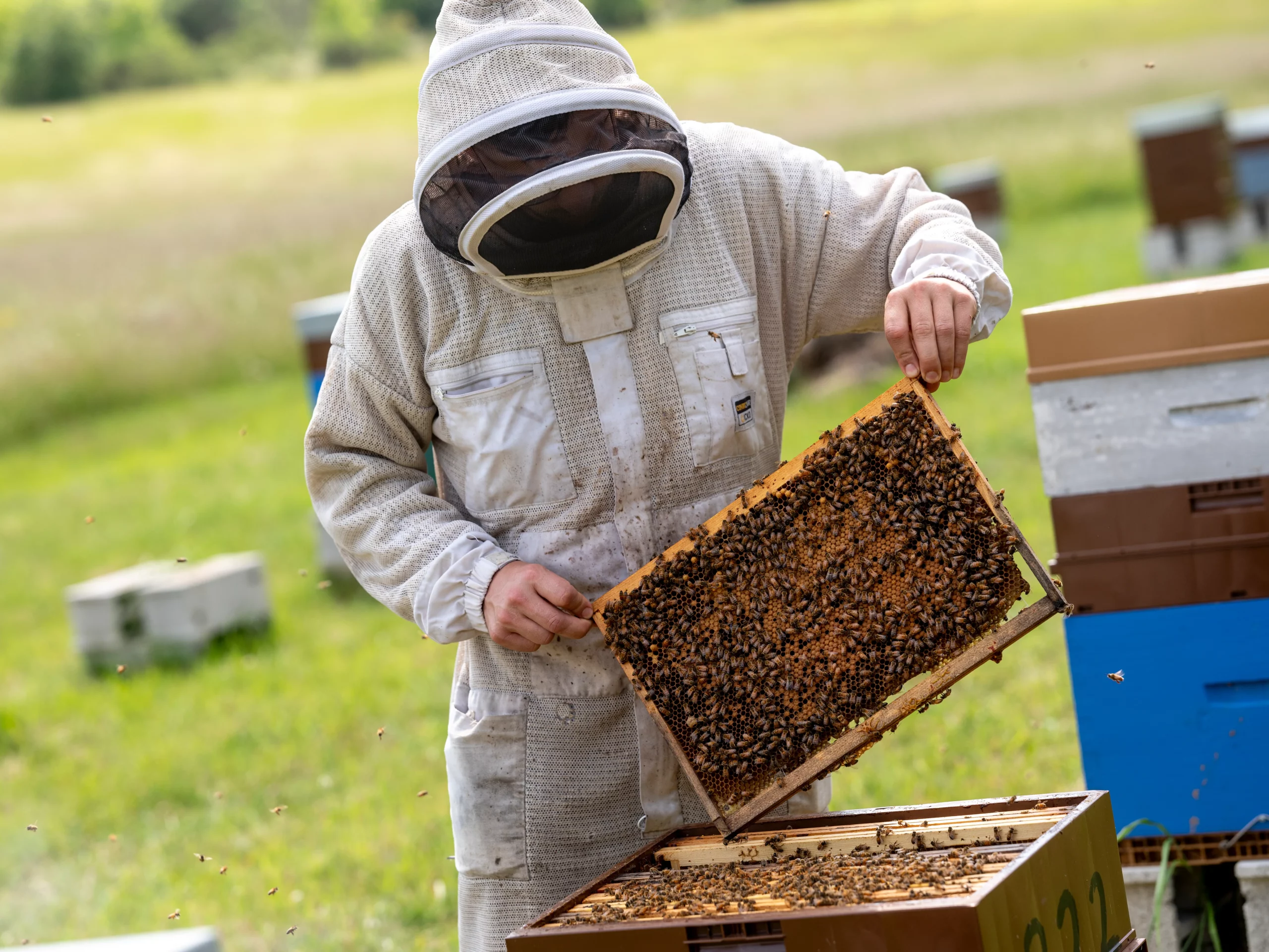 Apiculteur récoltant un cadre de ruche au Rucher du Marandou en Dordogne – miel direct producteur