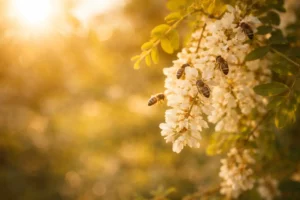 Abeilles butinant des fleurs d’acacia au printemps sur un arbre mellifère