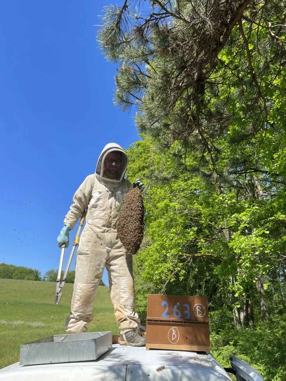 Apiculteur récupérant un essaim d’abeilles dans un arbre en Dordogne