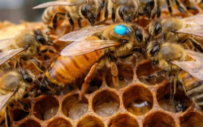 Améliorer nos ruches, ça commence par la reine