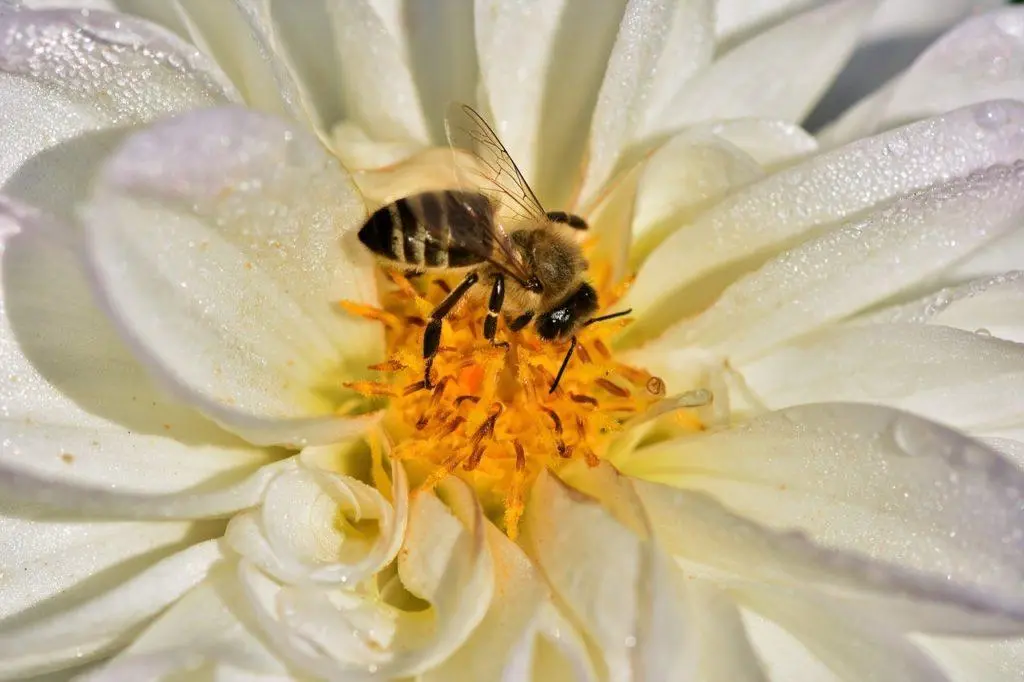 Abeille butinant le nectar au cœur d’une fleur blanche – récolte de pollen et nectar pour la production de miel