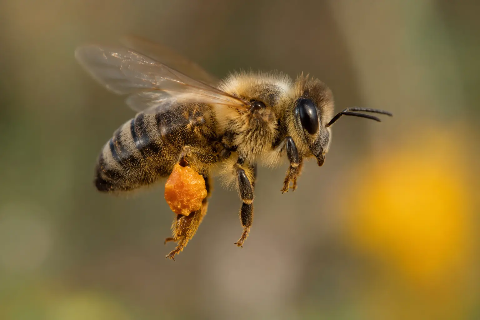 Abeille transportant de la propolis dans ses corbeilles Abeille transportant une pelote de résine pour fabriquer la propolis
