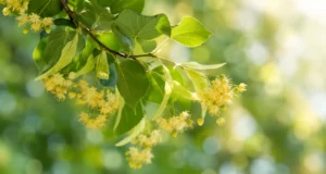 Branche de tilleul en fleurs utilisée pour illustrer les bienfaits du miel de tilleul