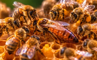 La vie d’une reine abeille : naissance, rôle, ponte et secrets de la ruche
