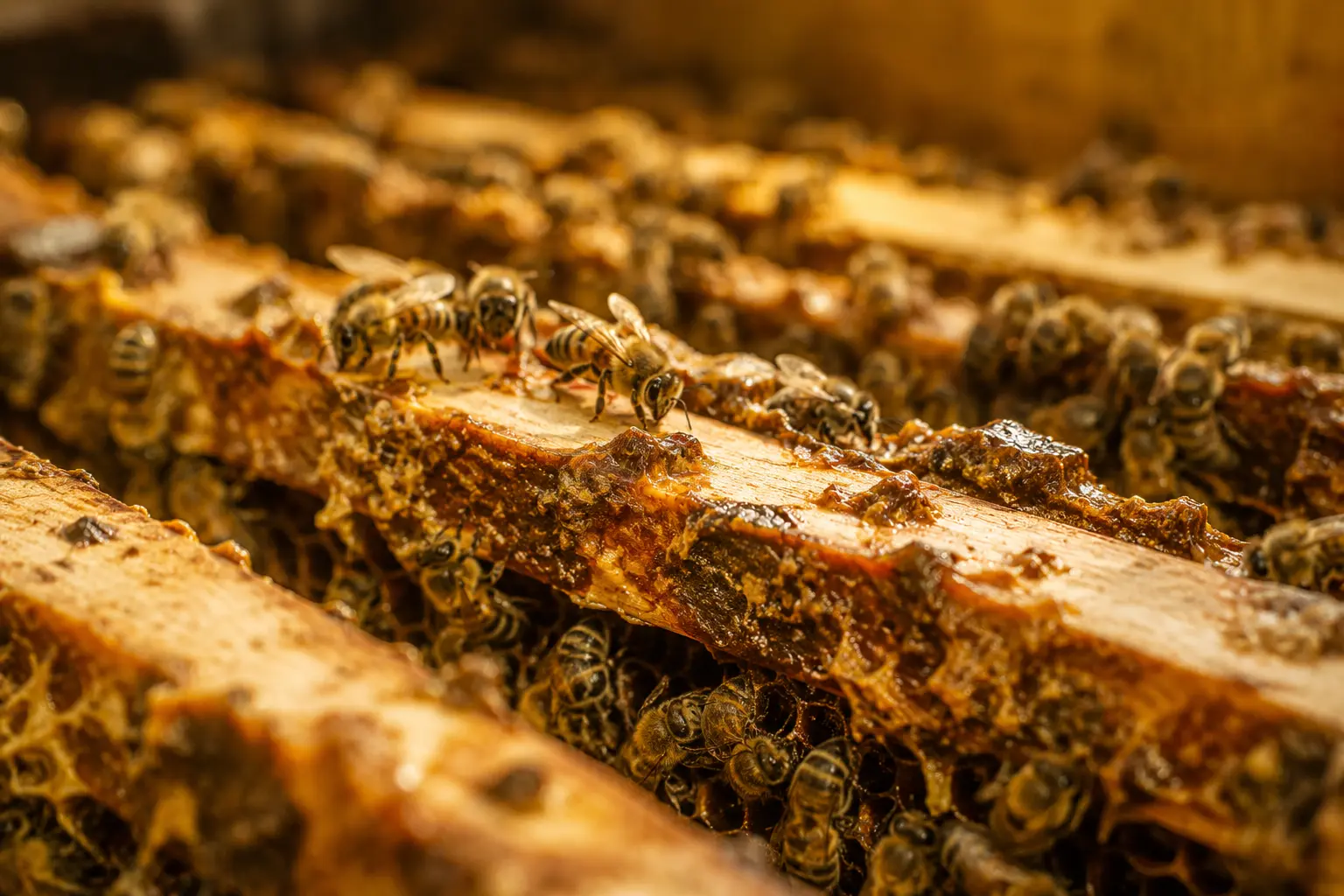 Transformation de la propolis dans la ruche Abeilles appliquant de la propolis sur des cadres à l’intérieur de la ruche