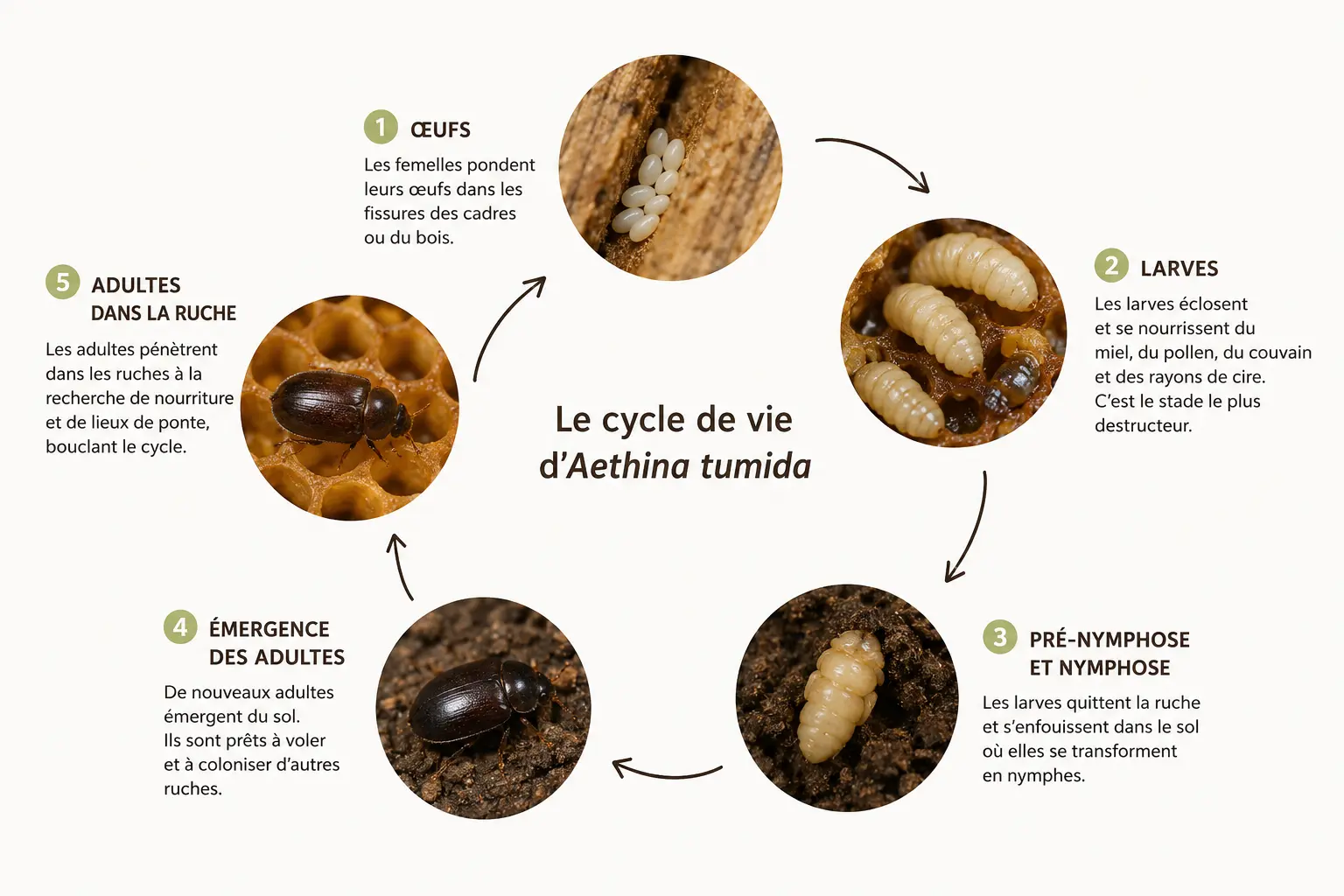 Infographie illustrant le cycle de vie d'Aethina tumida, depuis les œufs jusqu'au coléoptère adulte.
