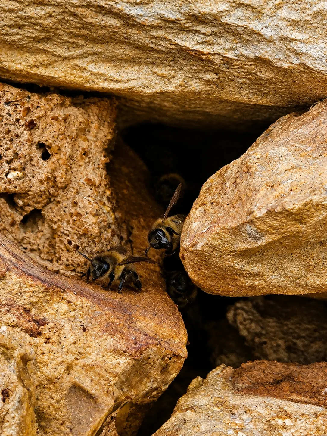 Abeilles dans un mur de pierre Abeilles entrant dans une cavité d'un mur en pierre où une colonie est installée depuis plusieurs années.
